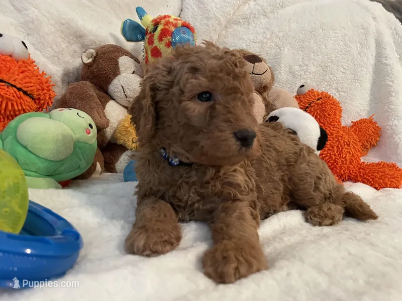 Golden Doodle Blue Collar, a male Goldendoodle for sale in Lexington, SC – Photo 1 of 9