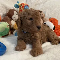 Golden Doodle Blue Collar, a male Goldendoodle for sale in Lexington, SC – Photo 1 of 9
