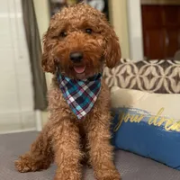 Golden Doodle Blue Collar, a male Goldendoodle for sale in Lexington, SC – Photo 8 of 9