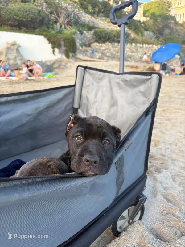 Panther – Cane Corso puppy for sale in Fontana, CA