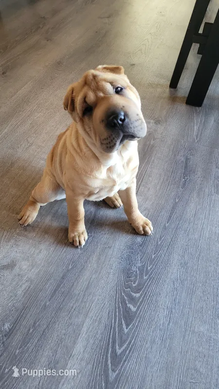 Rubi – Chinese Shar-Pei puppy for sale in Baltimore, MD