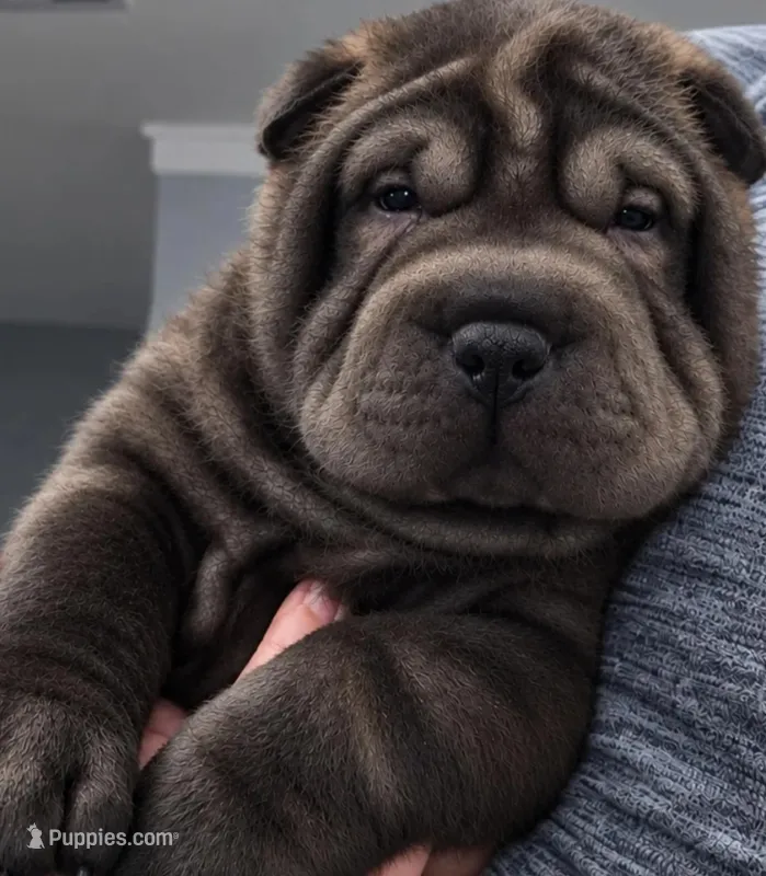 Spider  – Chinese Shar-Pei puppy for sale in Baltimore, MD