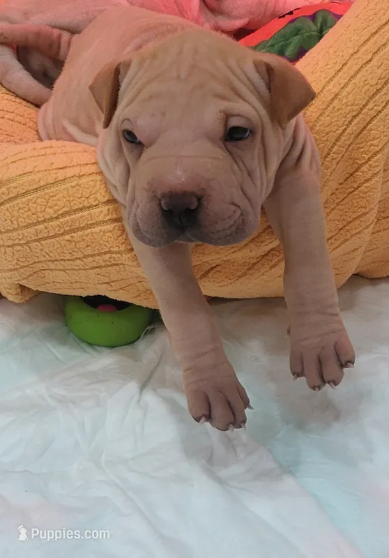 Chex – Chinese Shar-Pei puppy for sale in Baltimore, MD