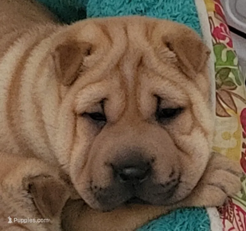 Rubi, a female Chinese Shar-Pei for sale in Baltimore, MD – 1 of 1