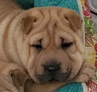 Rubi, a female Chinese Shar-Pei for sale in Baltimore, MD – 1 of 1
