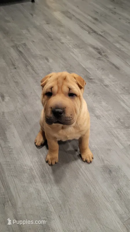 RUBI, a female Chinese Shar-Pei for sale in Baltimore, MD – 1 of 1