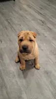 RUBI, a female Chinese Shar-Pei for sale in Baltimore, MD – 1 of 1