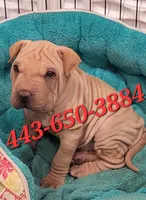 Monkey , a male Chinese Shar-Pei for sale in Baltimore, MD – 1 of 1