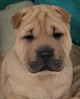 Rudi, a female Chinese Shar-Pei for sale in Baltimore, MD – 1 of 1