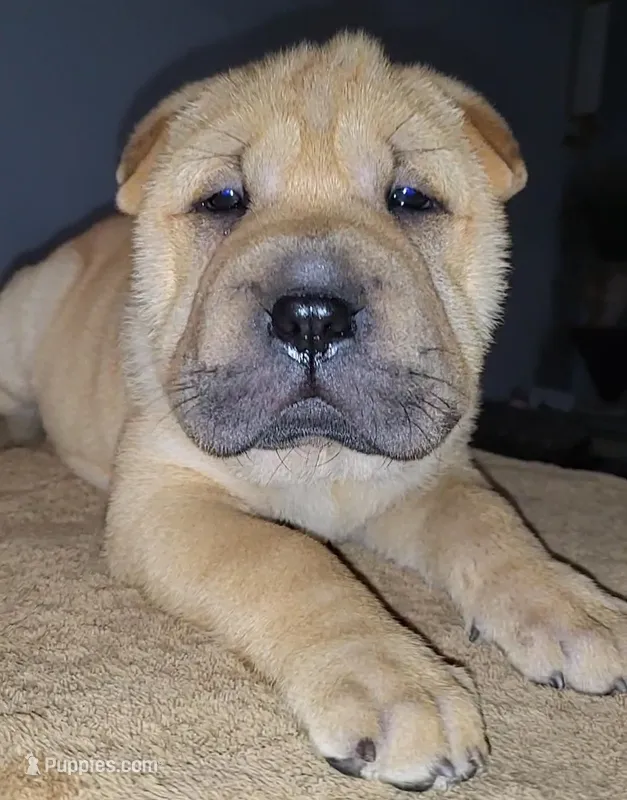 RUDI, a female Chinese Shar-Pei for sale in Baltimore, MD – 1 of 1