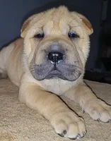 RUDI, a female Chinese Shar-Pei for sale in Baltimore, MD – 1 of 1