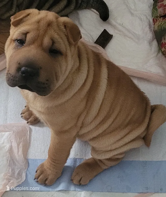 Rubi, a female Chinese Shar-Pei for sale in Baltimore, MD – 1 of 1