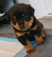 Grizzly, a male Rottweiler for sale in Baltimore, MD – 1 of 1