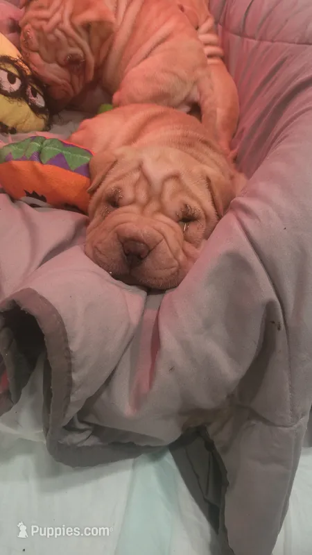 Chex – Chinese Shar-Pei puppy for sale in Baltimore, MD