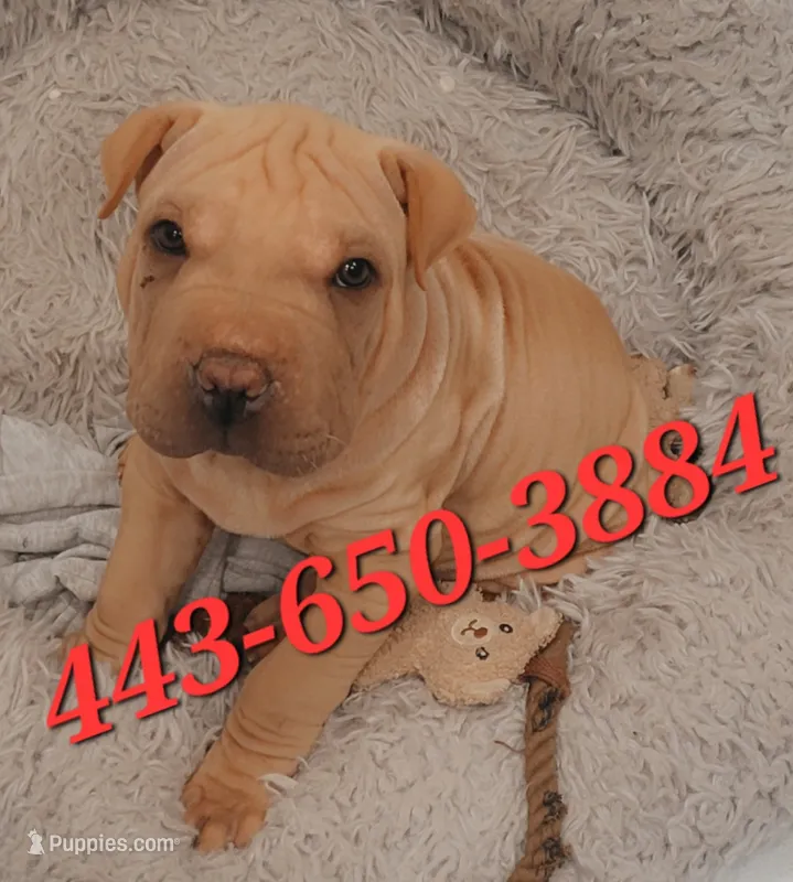 Chex  – Chinese Shar-Pei puppy for sale in Baltimore, MD