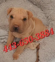 Chex , a male Chinese Shar-Pei for sale in Baltimore, MD – 1 of 1