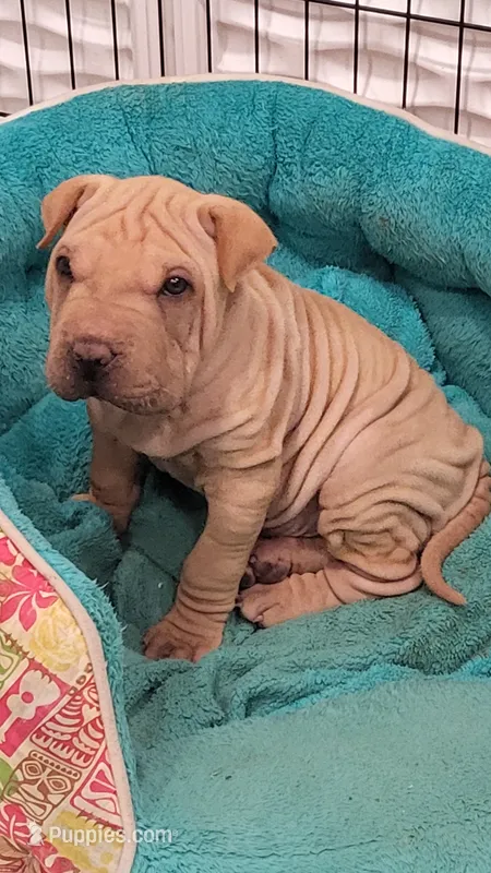 Monkey – Chinese Shar-Pei puppy for sale in Baltimore, MD