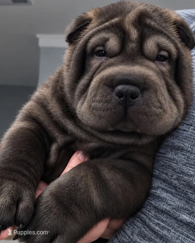 Spider  – Miniature Shar-Pei puppy for sale in Baltimore, MD