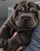 Spider , a male Miniature Shar-Pei for sale in Baltimore, MD – 1 of 1