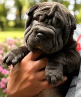 Boba , a female Chinese Shar-Pei for sale in Baltimore, MD – 1 of 1
