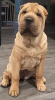 RUBI, a female Chinese Shar-Pei for sale in Baltimore, MD – 1 of 1