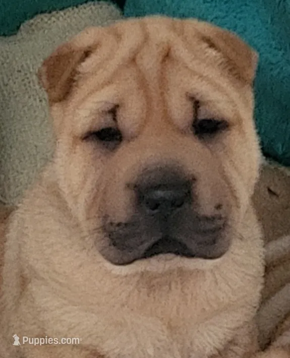 Rubi – Chinese Shar-Pei puppy for sale in Baltimore, MD