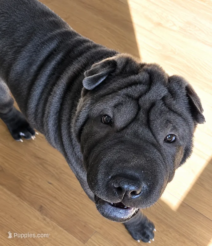Spider  – Chinese Shar-Pei puppy for sale in Baltimore, MD