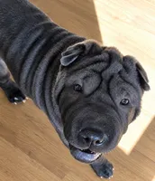 Spider , a male Chinese Shar-Pei for sale in Baltimore, MD – 1 of 1