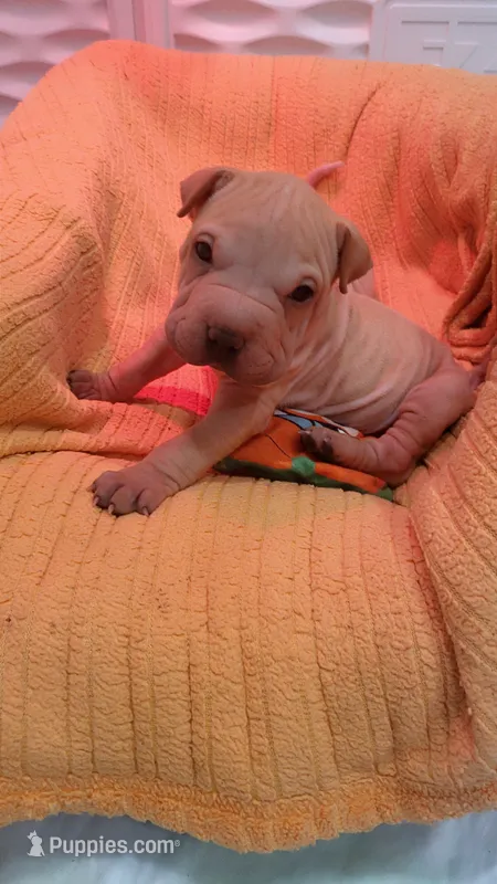 Chex – Chinese Shar-Pei puppy for sale in Baltimore, MD