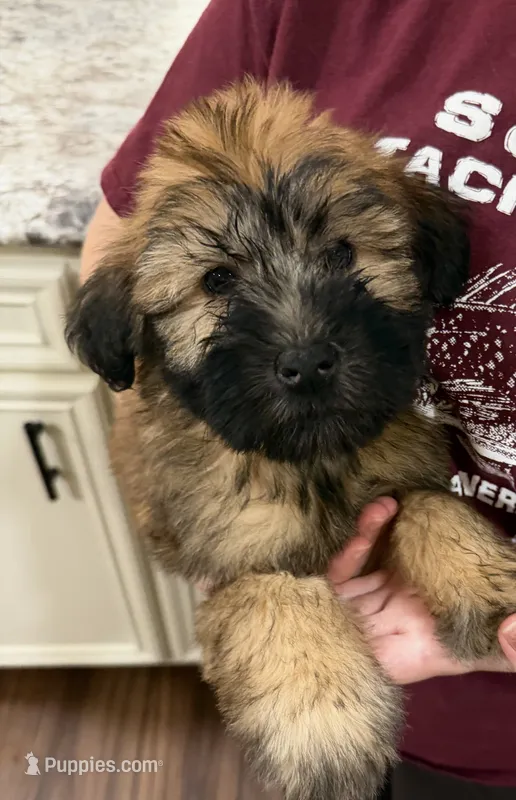 Soft Coated Wheaten Terrier – Soft Coated Wheaten Terrier puppy for sale in Brainerd, MN