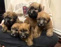 Soft Coated Wheaten Terrier, a female Soft Coated Wheaten Terrier for sale in Brainerd, MN – 3 of 4