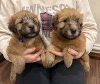 Soft Coated Wheaten Terrier, a female Soft Coated Wheaten Terrier for sale in Brainerd, MN – 4 of 4