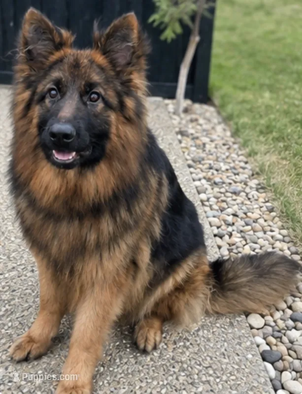 Pink – German Shepherd Dog puppy for sale in Irving, TX