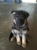 Vera, a female German Shepherd Dog for sale in Irving, TX – 3 of 10