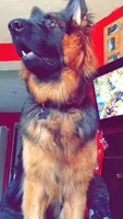 Vera, a female German Shepherd Dog for sale in Irving, TX – 2 of 10