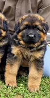 Athena, a female German Shepherd Dog for sale in Irving, TX – 3 of 4