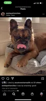 Hermes, a male French Bulldog for sale in Irving, TX – 3 of 4