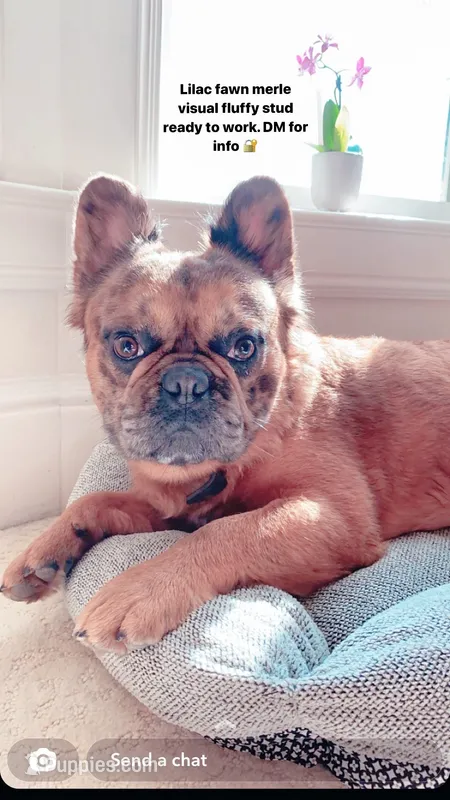 Hermes – French Bulldog puppy for sale in Irving, TX