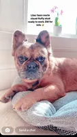 Hermes, a male French Bulldog for sale in Irving, TX – 1 of 4