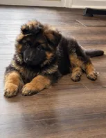 Athena, a female German Shepherd Dog for sale in Irving, TX – 1 of 4