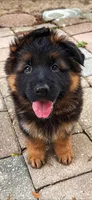 Athena, a female German Shepherd Dog for sale in Irving, TX – 4 of 4