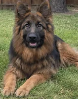 Blue, a male German Shepherd Dog for sale in Irving, TX – 2 of 10