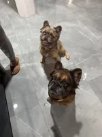 Hermes, a male French Bulldog for sale in Irving, TX – 2 of 4