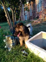 Blue, a male German Shepherd Dog for sale in Irving, TX – 10 of 10