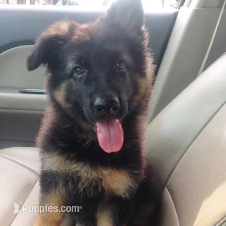 Vera – German Shepherd Dog puppy for sale in Irving, TX