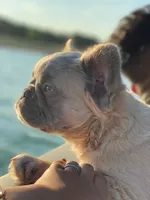 Huncho, a male French Bulldog for sale in Irving, TX – 4 of 6