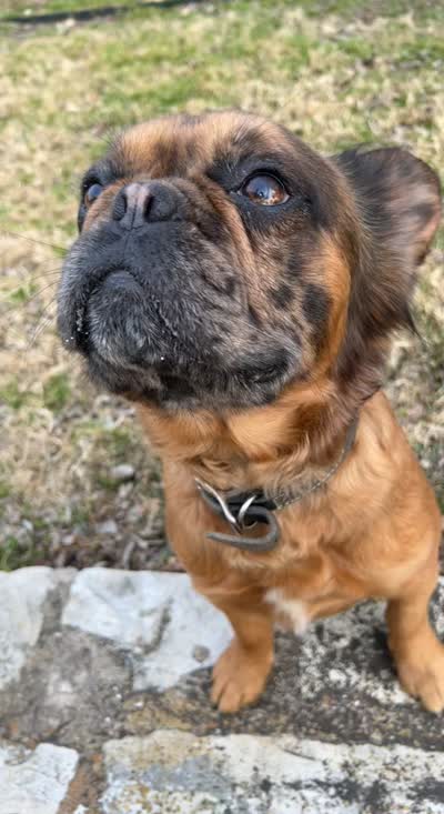 Hermes, a male French Bulldog for sale in Irving, TX – 4 of 4