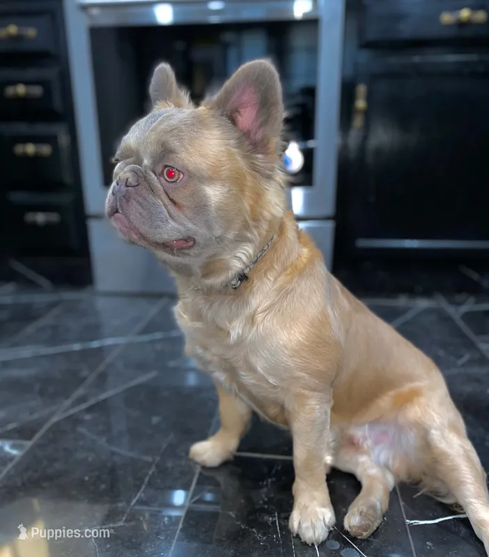 Huncho – French Bulldog puppy for sale in Irving, TX