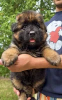 Athena, a female German Shepherd Dog for sale in Irving, TX – 2 of 4