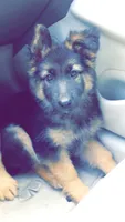 Pink, a female German Shepherd Dog for sale in Irving, TX – 9 of 9